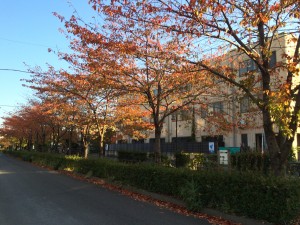 家の近くの散歩道！紅葉がきれいです！