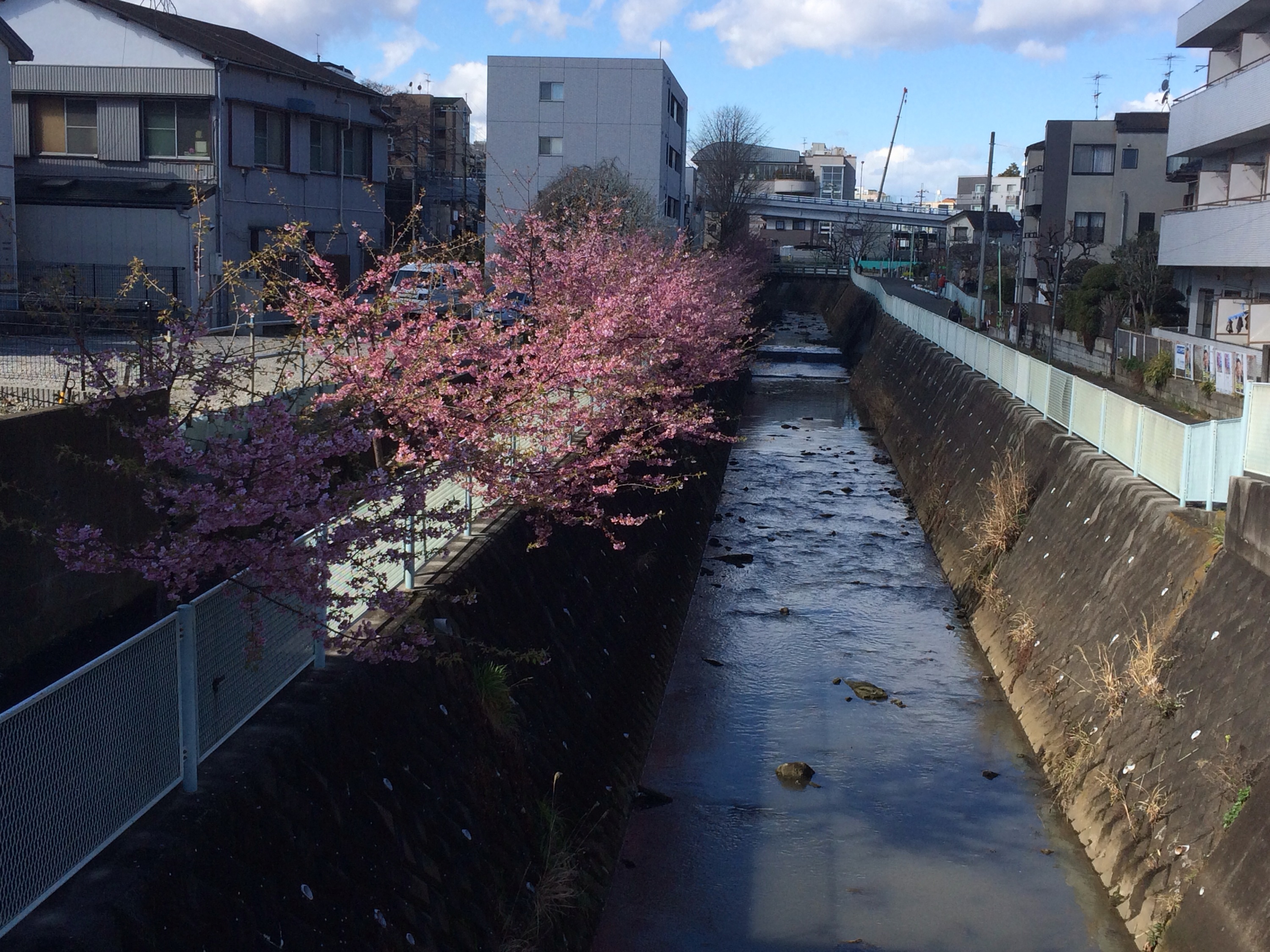 河津桜！きれいに咲いています！！！！！！！ヽ(^o^)丿７