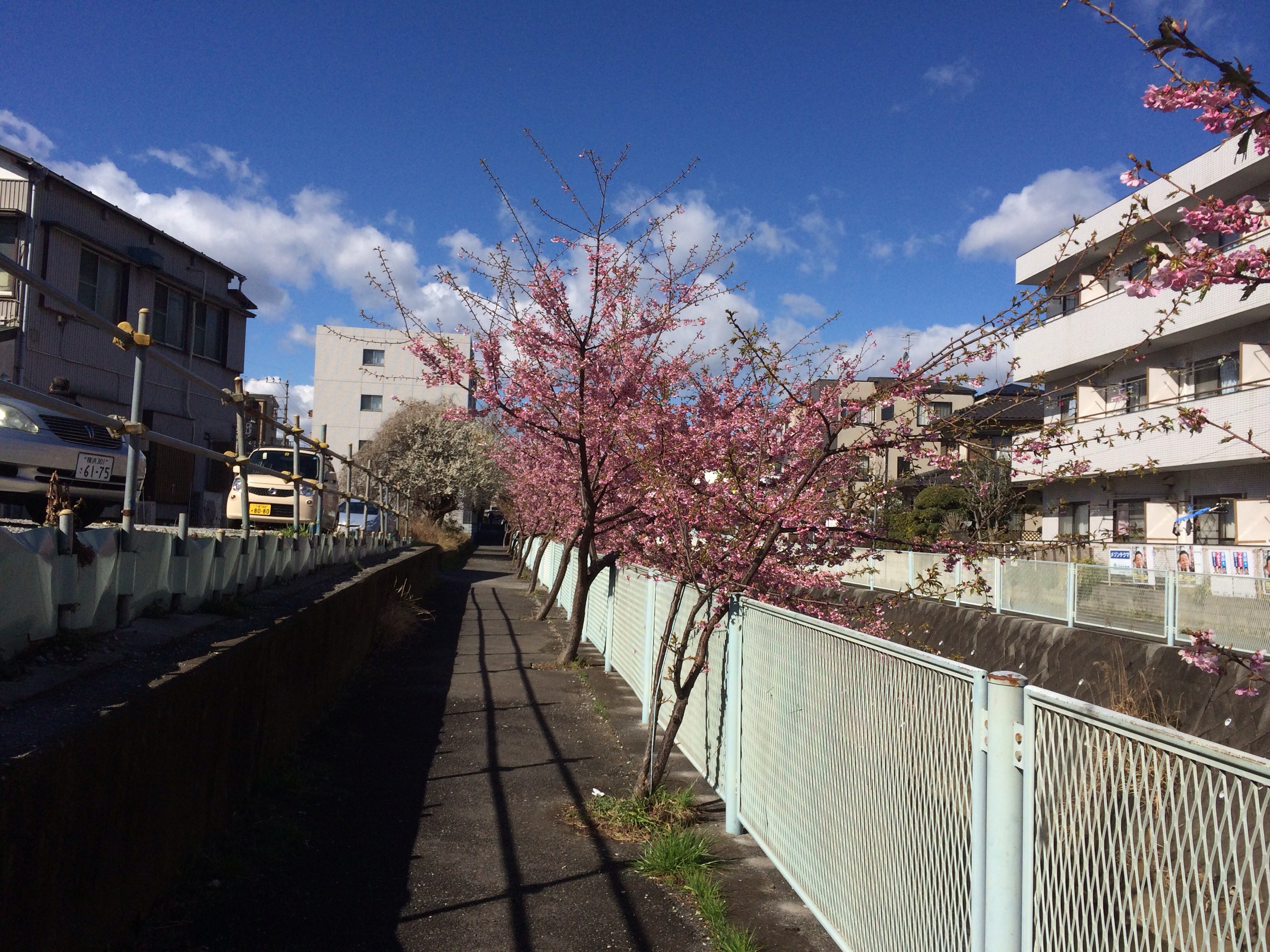 河津桜！きれいに咲いています！！！！！！！ヽ(^o^)丿