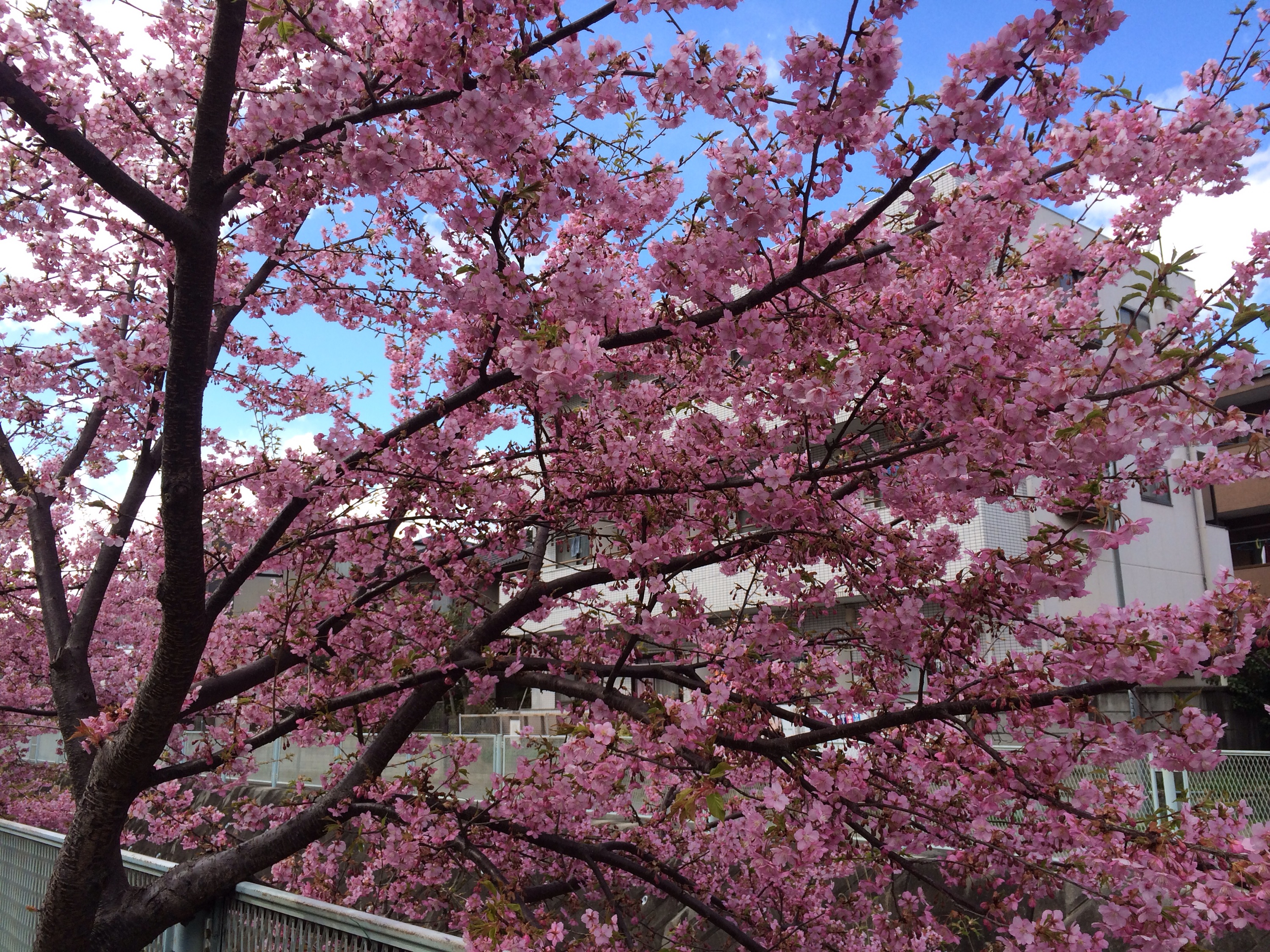 河津桜！きれいに咲いています！！！！！！！ヽ(^o^)丿５