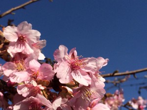 ジム近くの河津桜が咲いていました！きれいです＼(^o^)／
