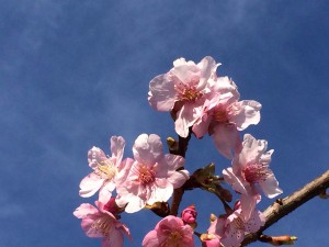 ジム近くの河津桜が咲いていました！きれいです＼(^o^)／