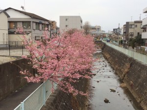ジム近くの河津桜が満開です！！！！