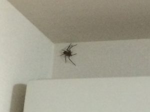 家に大きな蜘蛛！