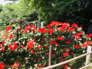 ばら苑！生田緑地！赤いバラ！