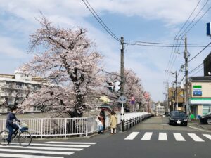 百合ヶ丘駅前の交差点の桜！ちょっと前ですが、きれいでした！