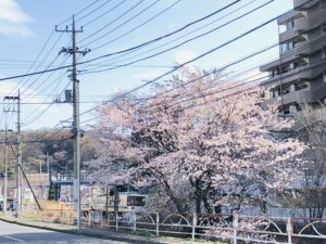 よみうりランドへ行く交差点付近の桜！きれいでした！
