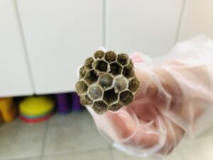 蜂の巣！初めて手で持ちました！