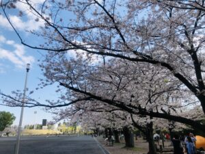 アリーナ前の公園の桜！きれいにさいていました！