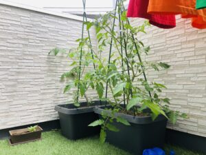 ベランダでミニトマトの栽培を始めました！左の小さいのはひまわり！
